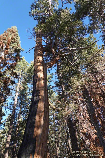 Although scarred by the Bobcat Fire, the incense cedar and most of the conifers surrounding it, survived the fire.