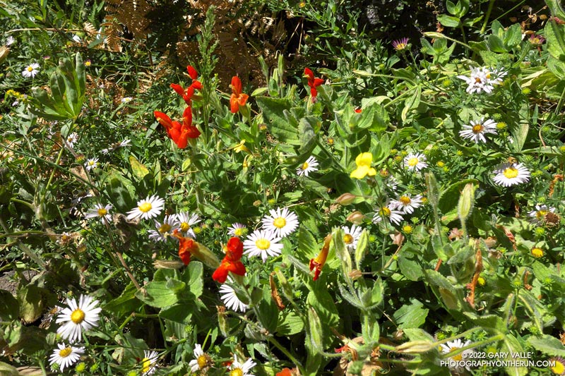 Spray of wildflowers at the small spring on the Twin Peaks Trail. August 28, 2022.