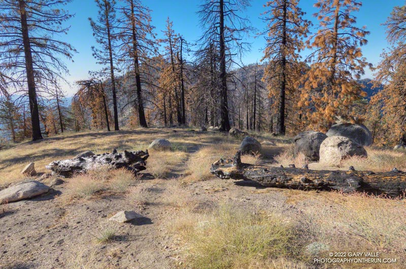 Working over to the Twin Peaks Trail on the Mt. Waterman Trail. Many trees along this section of trail were killed in the Bobcat Fire. August 28, 2022.