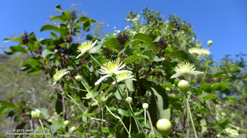 Clematis along the Upper Sycamore Trail in Pt. Mugu State Park.Showy displays of this viney plant have been common this Spring. March 9, 2013