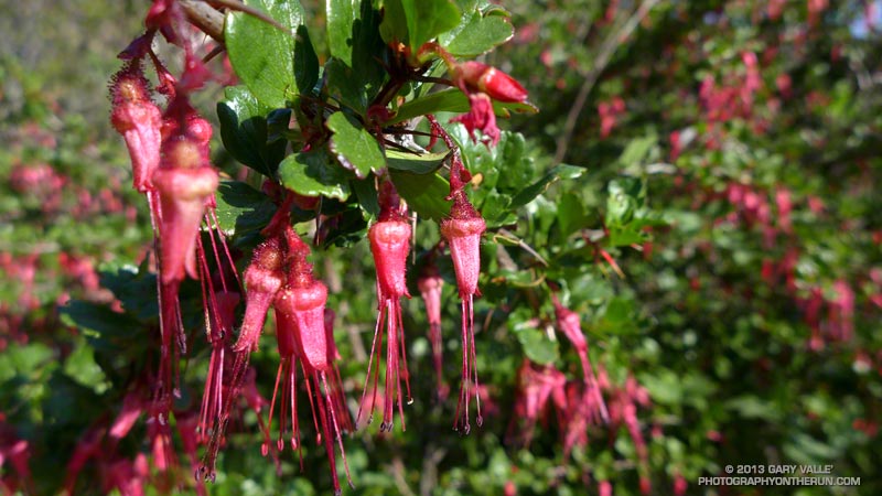 This is Fushia-flowered gooseberry along the Bent Arrow Trail, in Topanga State Park. I saw several of these bushes blooming on the Backbone Trail run. March 23, 2013.
