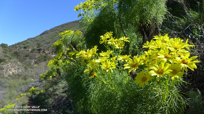Giant Coreopsis along the La Jolla Canyon Trail. March 9, 2013.