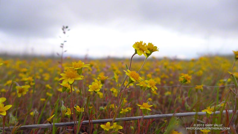 A small patch of goldfields on Lasky Mesa. In the record dry water year of 2005-2006, I never saw any goldfields blooming here. March 6, 2013.