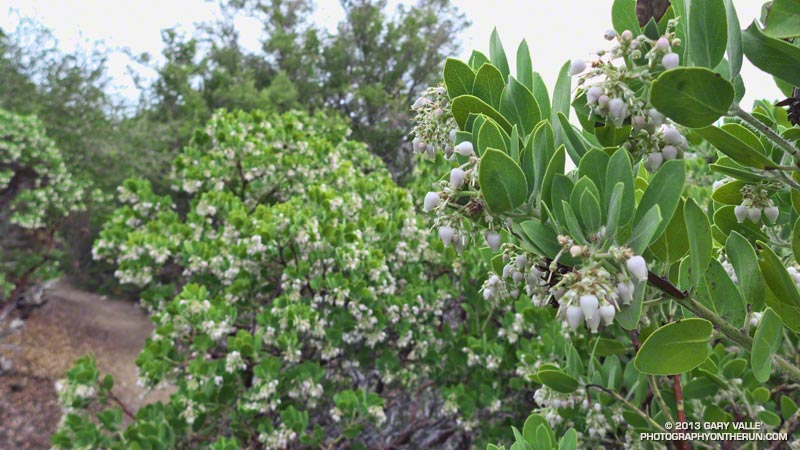 Manzanita blooming profusely along the San Gabriel Peak Trail, between Mt. Wilson Rd. and Mt. Disappointment. April 7, 2013.