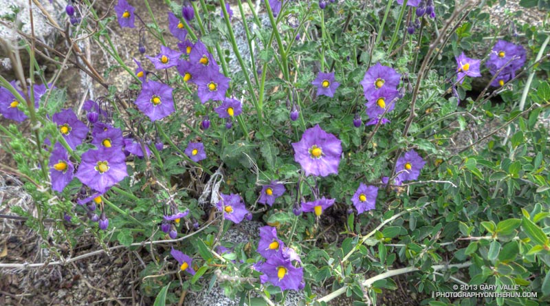 Nightshade on the San Gabriel Peak Trail near Markham Saddle. April 7, 2013.