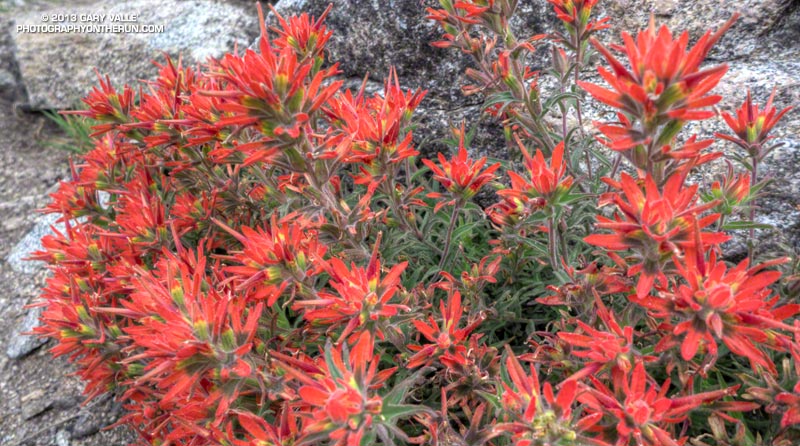 Paintbrush on the San Gabriel Peak Trail near Markham Saddle. April 7, 2013.