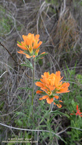 Paintbrush along the Phantom Trail in Malibu Creek State Park.March 3, 2013.