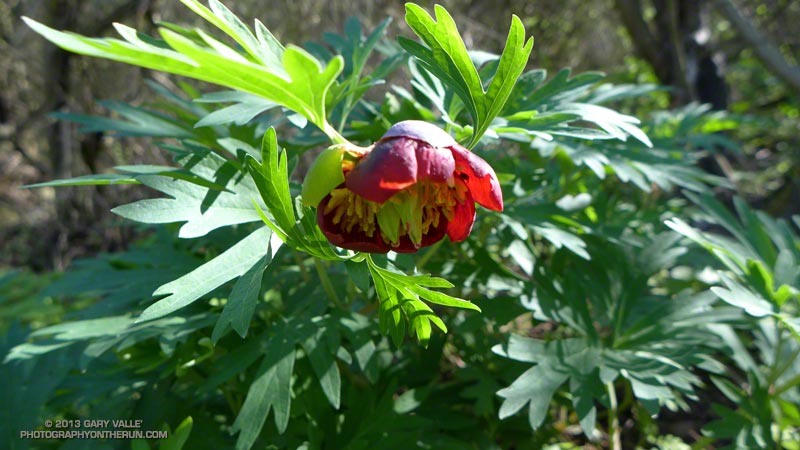Peony along the Secret Trail in Calabasas. March 16, 2013.