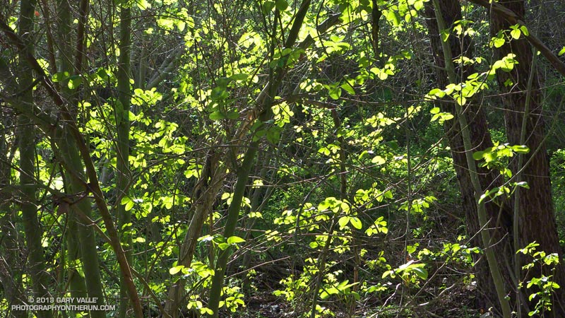 The growth of poison oak has also been surprisingly robust. This is along the Upper Sycamore Trail in Pt. Mugu State Park. March 9, 2013.