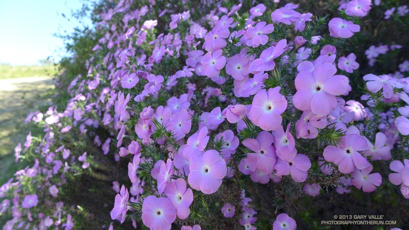 Prickly phlox along Calabasas Peak Mtwy. March 16, 2013.