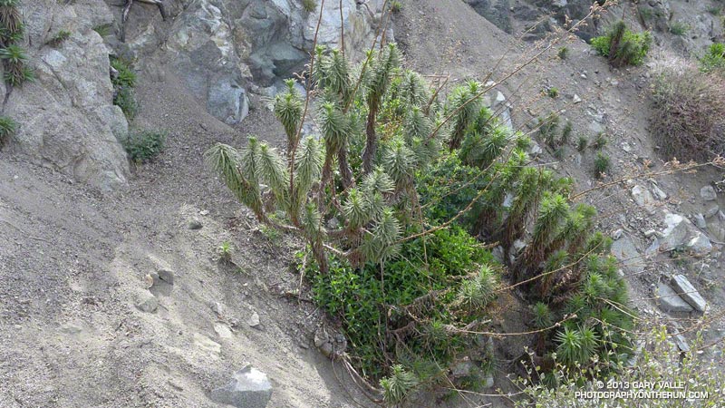 Poodle-dog bush on the San Gabriel Peak Trail. April 7, 2013.