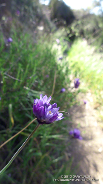 Wild hyacinth (Dichelostemma capitatum) is usually a good indicator of Winter rainfall, but this year appears to blooming in average numbers, despite our near record low rainfall. This is along the Garapito Trail, March 23, 2013.