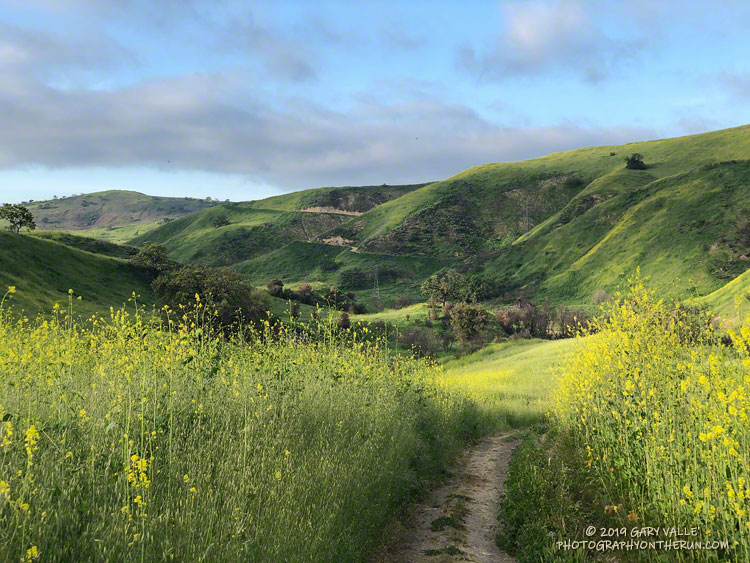 Black mustard, a problematic introduced plant, along East Las Virgenes Canyon Road, just east of Las Virgenes Canyon.