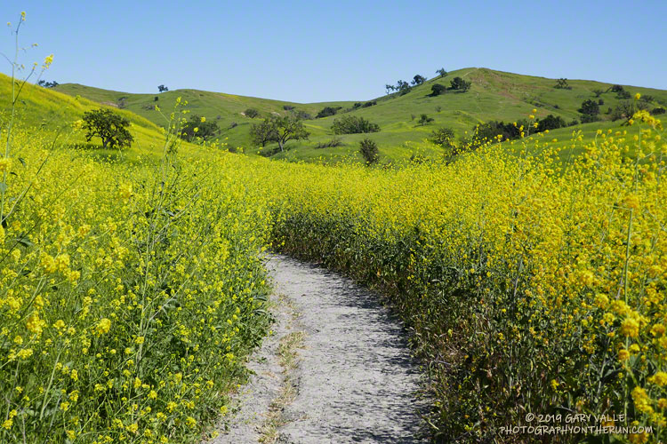 Whether there has been a fire or not, black mustard grows profusely following wet rain seasons. This year some stalks are more than 12 feet tall. Black mustard is an introduced plant that becomes a significant fire hazard when it dries. April 10, 2019.