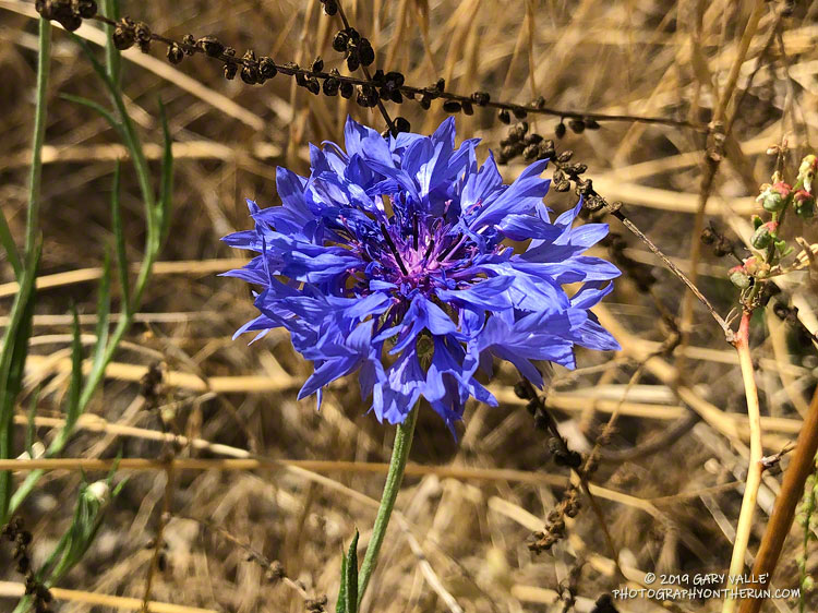 Bachelor's button (Centaurea cyanus), a non-native garden plant. It was found along East Las Virgenes Creek, on the Lasky Mesa Trail. July 9, 2019.