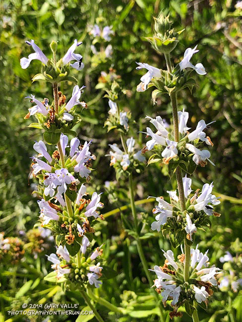 Black sage (Salvia mellifera) along the pipeline service road west of Lasky Mesa. April 25, 2019.