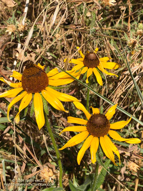 Another garden escapee, Black-eyed Susan (Rudbeckia hirta var. pulcherrima), also found along East Las Virgenes Creek, on the Lasky Mesa Trail. July 29, 2019.