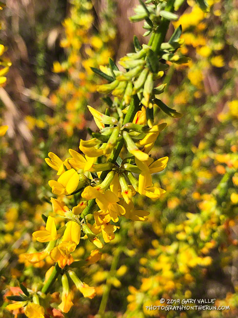 Deerweed (Acmispon glaber) along the pipeline service road west of Lasky Mesa. April 25, 2019.