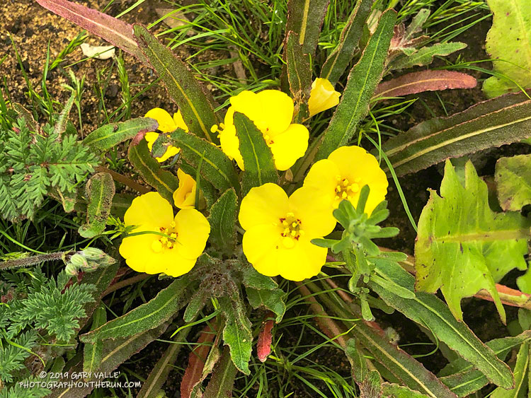 California sun cups (Camissoniopsis bistorta) along the Sheep Corral Trail. March 1, 2019.
