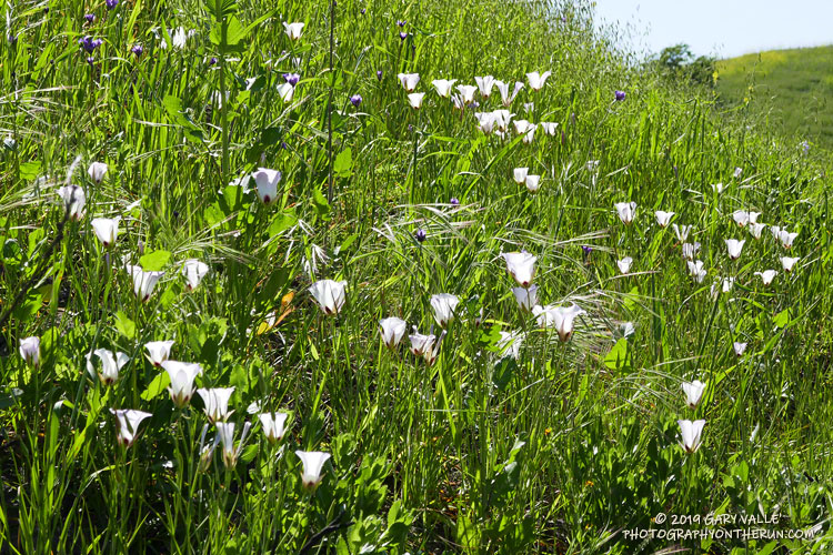 Catalina mariposa lily (Calochortus catalinae) along East Las Virgenes Canyon Road. April 10, 2019.