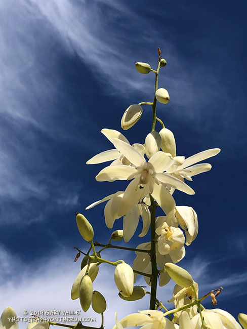 Chaparral yucca (Hesperoyucca whipplei) along Las Virgenes Canyon fire road. May 29, 2019.