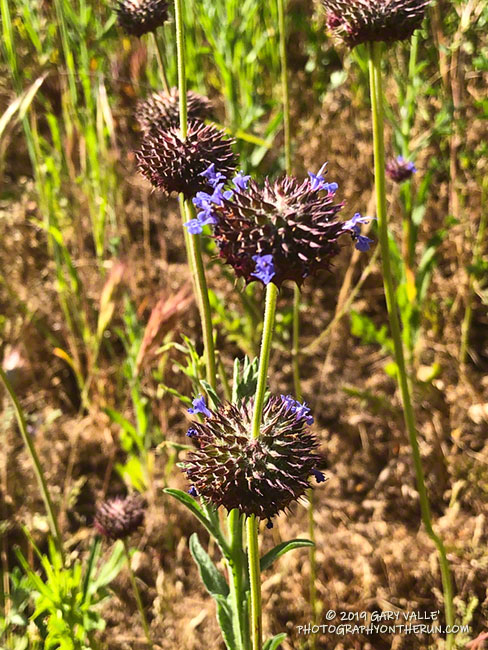 Chia (Salvia columbariae) along the Sheep Corral Trail. April 24, 2019.