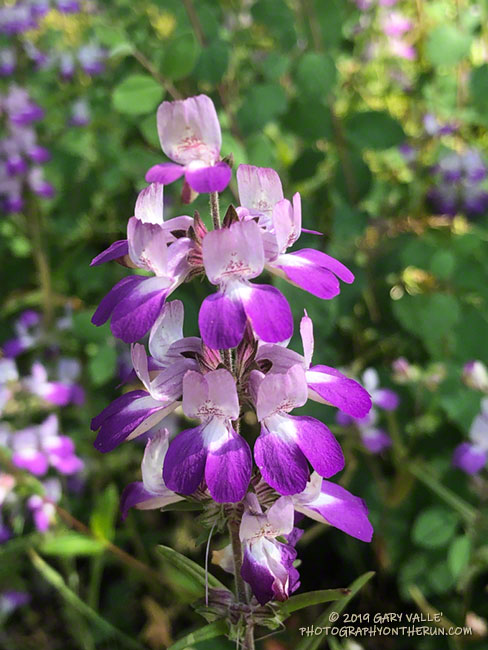 Chinese houses (Collinsia heterophylla) along the Sheep Corral Trail. April 24, 2019.
