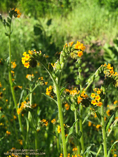 Fiddleneck in East Las Virgenes Canyon. March 26, 2019.