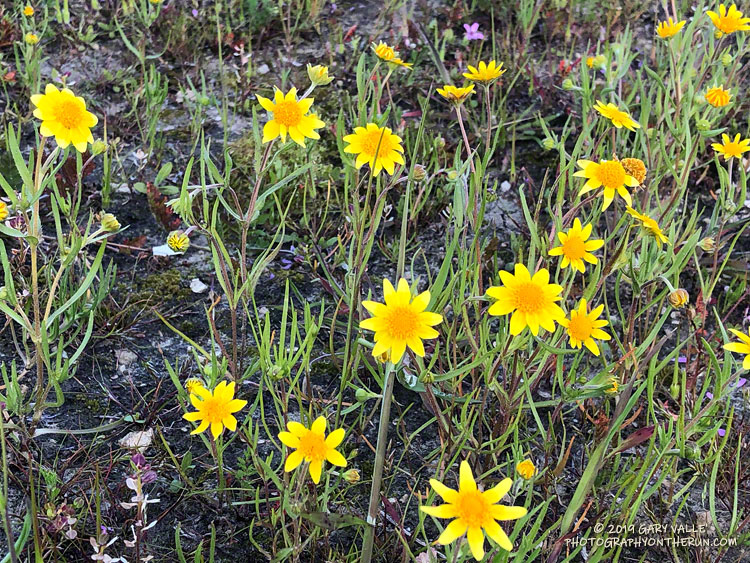 First goldfields blooming on Lasky Mesa. February 28, 2019.