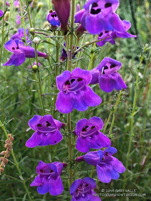 Foothill penstemon (Penstemon heterophyllus) in upper Las Virgenes Canyon along the fire road. May  12, 2019.