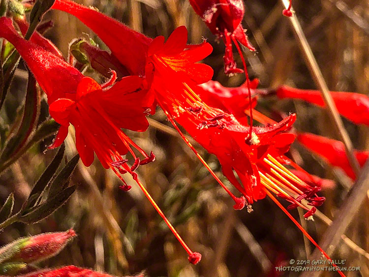 A closer look at California fuchsia.