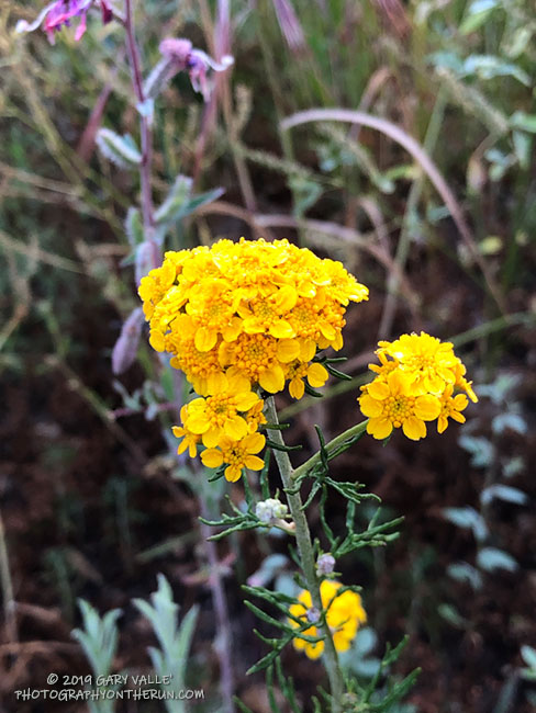 Golden yarrow (Eriophyllum confertiflorum)  in upper Las Virgenes Canyon along the fire road. May  12, 2019.
