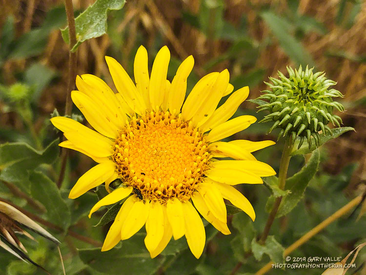 Gum plant (Grindelia camporum) along East Las Virgenes Canyon fire road about 0.5 mile from Victory Trailhead. May 15, 2019.