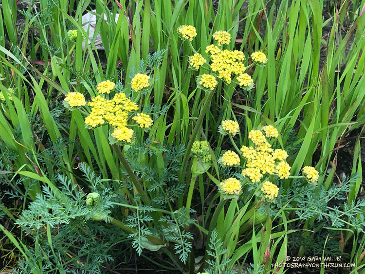 Hog fennel (Lomatium utriculatum) along the Cheeseboro Canyon Trail. March 1, 2019.