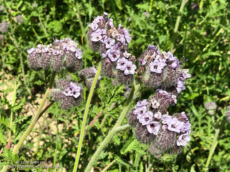 Hubby's Phacelia (Phacelia hubbyi) along  the connector between Las Virgenes Canyon and Cheeseboro Canyon. March 27, 2019.