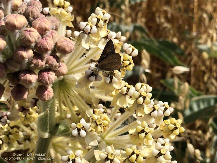 Kotolo milkweed (Asclepias eriocarpa) on Lasky Mesa. June 20, 2019.