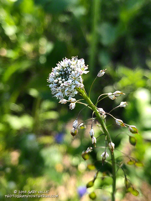 Lacepod along  the fire road between Las Virgenes Canyon and Cheeseboro Canyon. March 27, 2019.