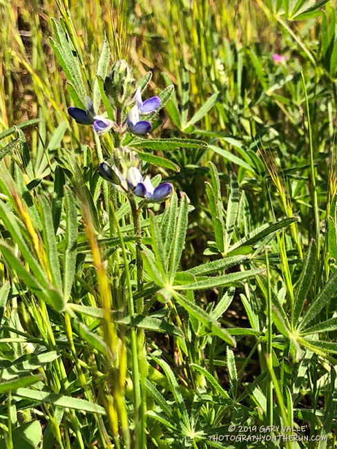 Miniature lupine (Lupinus bicolor) on Lasky Mesa. This small lupine is often intermixed with goldfields. March 26, 2019.