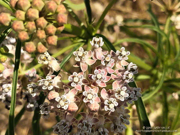 Narrow-leaf milkweed (Asclepias fascicularis) on Lasky Mesa.  June 18, 2019.