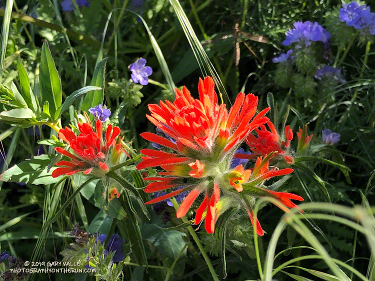 Paintbrush and Phacelia  along the SCE service road that connects Las Virgenes Canyon trailhead to Cheeseboro Ridge. April 16, 2019.