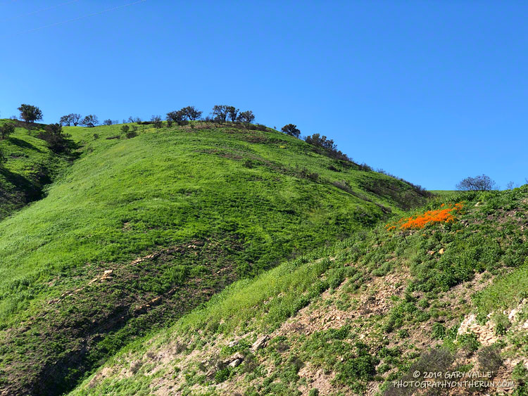 Native plants, such as this patch of poppies have to compete with introduced species.