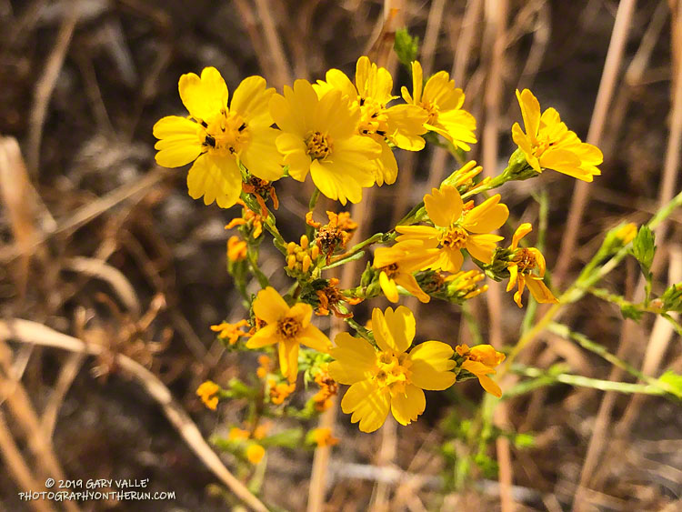 Slender tarweed (Deinandra fasciculata)  along the Lasky Mesa Trail connecting East Las Virgenes Canyon to Lasky Mesa. May 14, 2019.