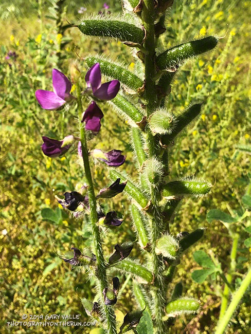 Stinging lupine (Lupinus hirsutissimus) along the Sheep Corral Trail. April 24, 2019.