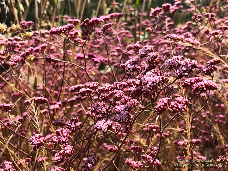 Turkish rugging (Chorizanthe staticoides) along Las Virgenes Canyon fire road. May 29, 2019.