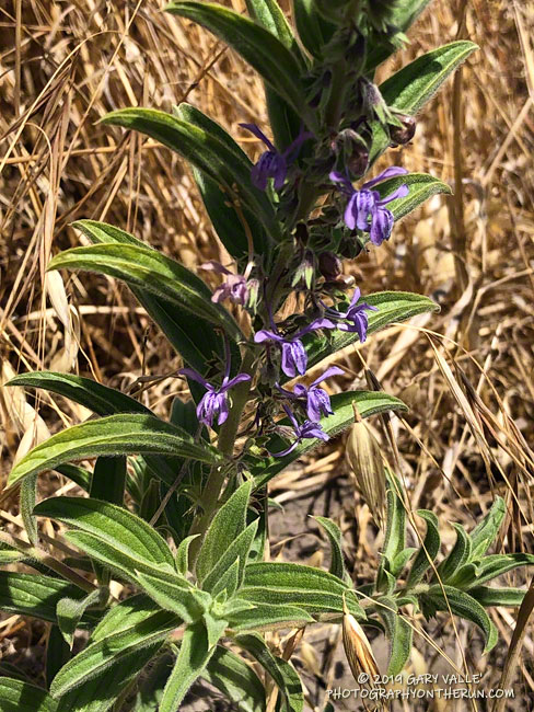 Vinegarweed (Trichostema lanceolatum) on Lasky Mesa. The common name derives from the pungent odor of a crushed leaf. July 9, 2019.