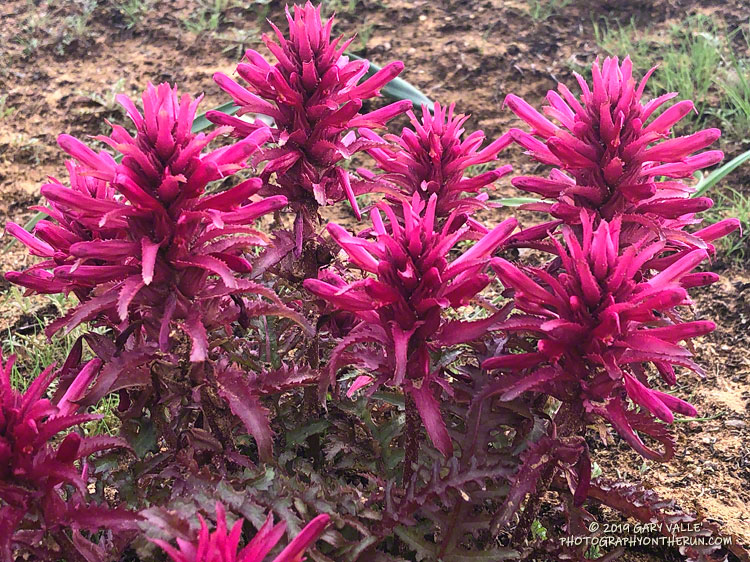 Warrior's plume (Pedicularis densiflora) along the Cheeseboro Canyon Trail below Shepherd's Flat. March 1, 2019.