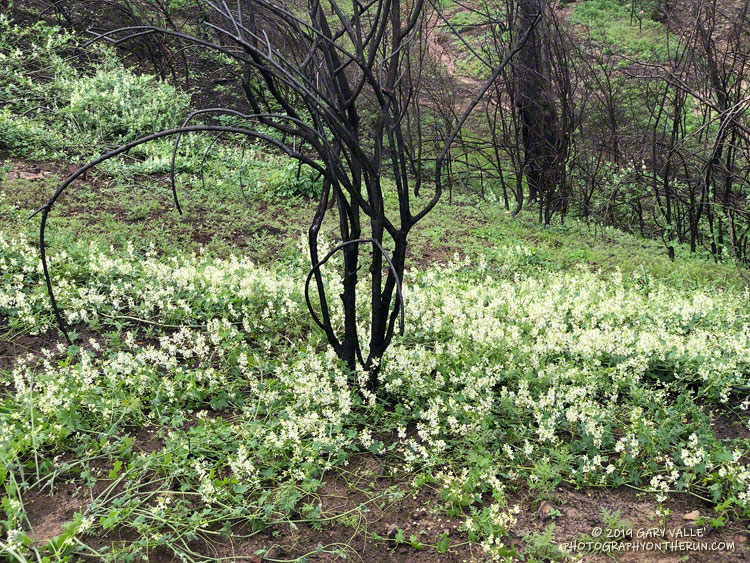 Wild cucumber (Marah macrocarpa) along the Sheep Corral Trail. March 1, 2019.