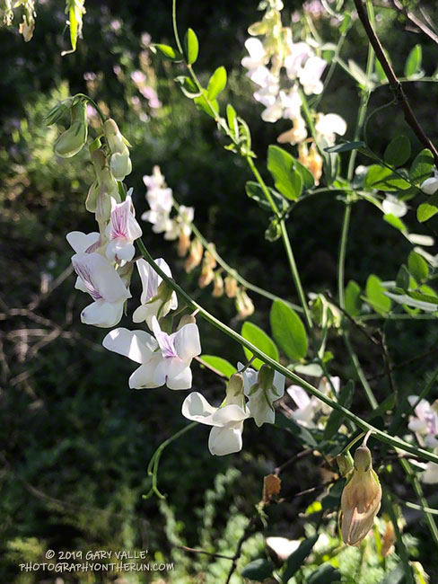 Wild sweet pea (Lathyrus vestitus) along the Sheep Corral Trail. April 24, 2019.