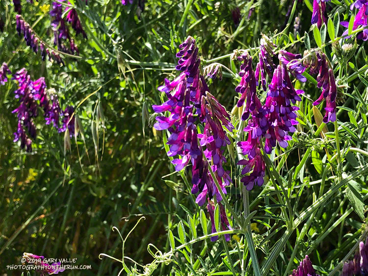 WInter vetch (Vicia villosa), an introduced plant, along East Las Virgenes Canyon fire road. April 16, 2019. 