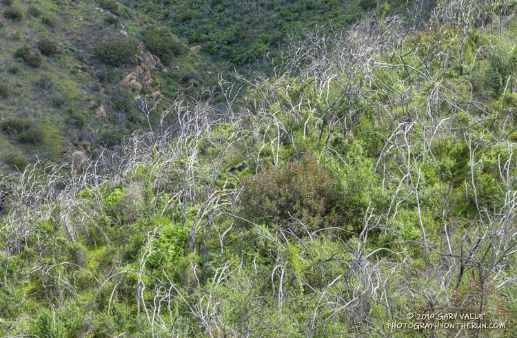 Reminders of the 2013 Springs Fire.